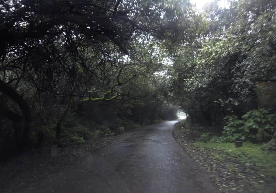 Road in Nature